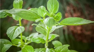 Ocimum basilicum 'Magic White'