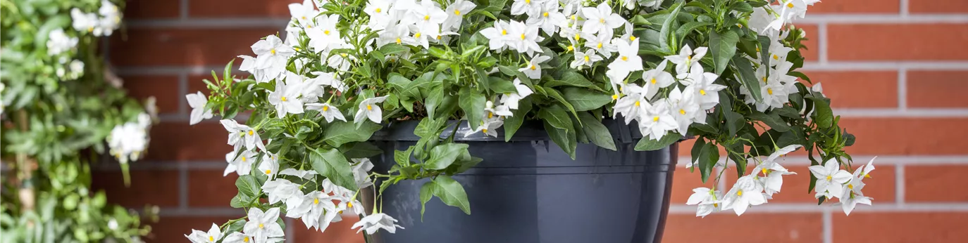 Solanum jasminoides, weiß