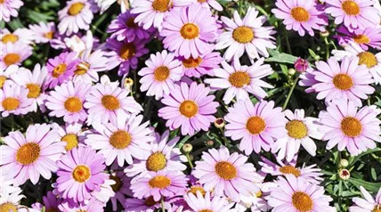 Argyranthemum frutescens, rosa