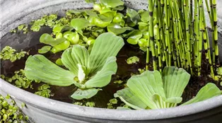 Pistia stratiotes