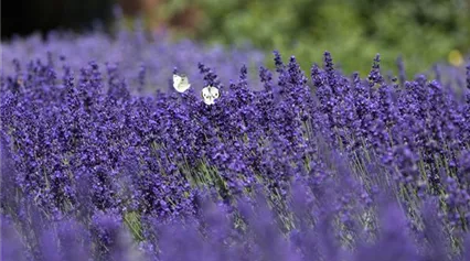 Lavandula angustifolia 'Hidcote Blue'