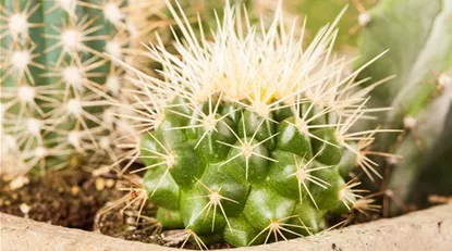 Mammillaria