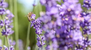 Lavendel mit Biene