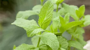 Mentha