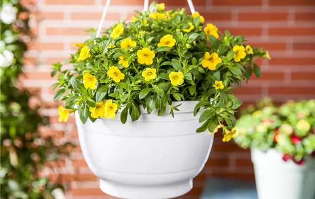 Calibrachoa Calibrachoa