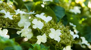 Hydrangea petiolaris