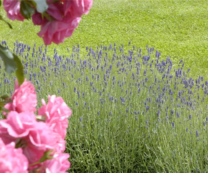 Lavandula