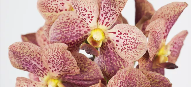 Vanda