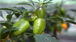 Capsicum annuum