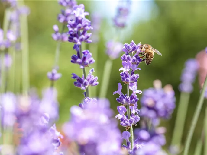 Lavandula mit Biene