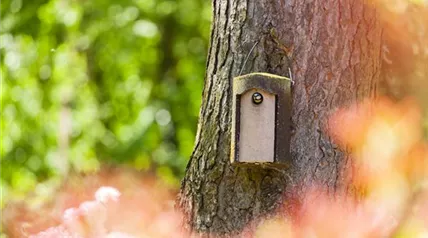 Blaumeise im Vogelhaus