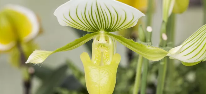 Paphiopedilum