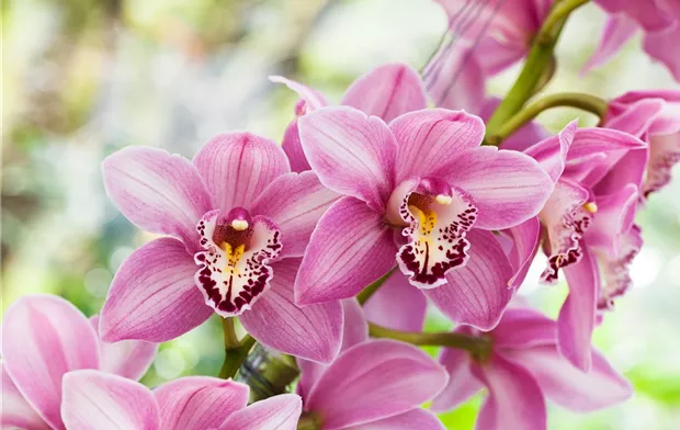 Cymbidium