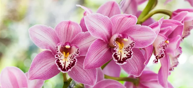 Cymbidium