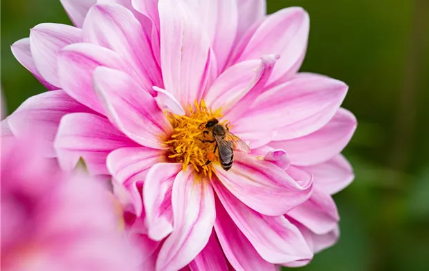 Biene an Dahlienblüte