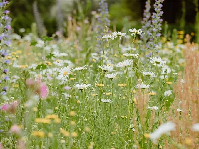 Blumenwiese