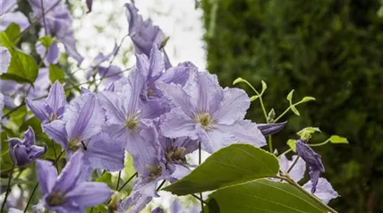 Clematis viticella 'Blue Angel'