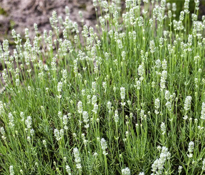 Lavandula angustifolia, weiß