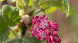 Ribes sanguineum 'King Edward VII'