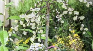 Salix caprea 'Pendula'