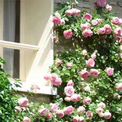 kletterrose-fenster.jpg