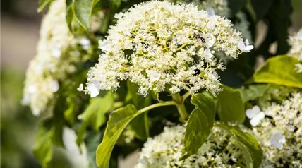 Hydrangea petiolaris