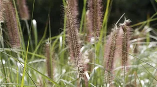 Lampenputzergras-Pennisetum Hameln-AdobeStock_298578682.jpeg