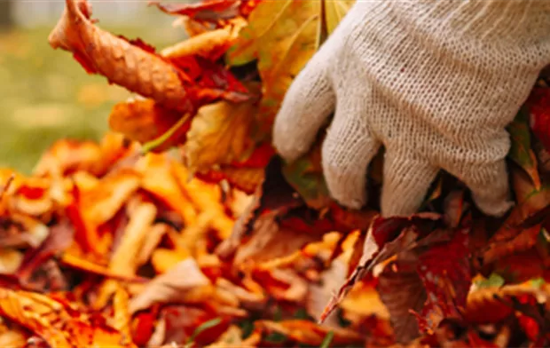 gartenkalender-herbst-laub-als-frostschutz.jpg