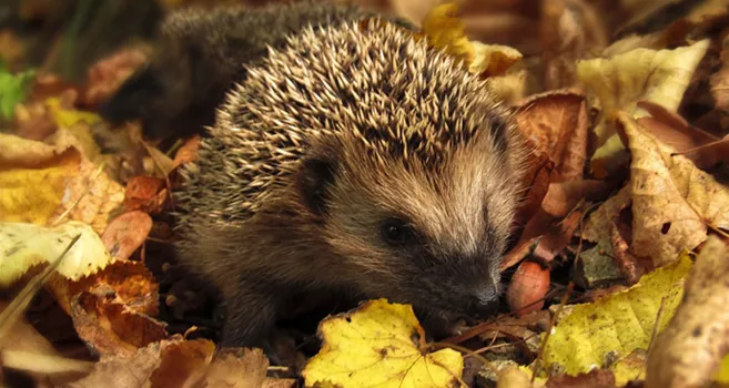 gartenkalender-herbst-igel.jpg