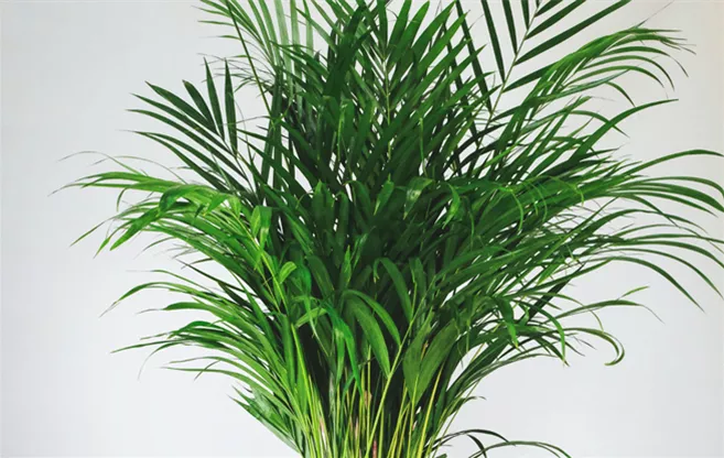 luftreinigende-zimmerpflanzen-areca-goldpalme.png