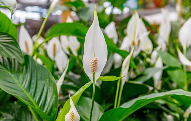 luftreinigende-zimmerpflanzen-spathiphyllum-einblatt.png