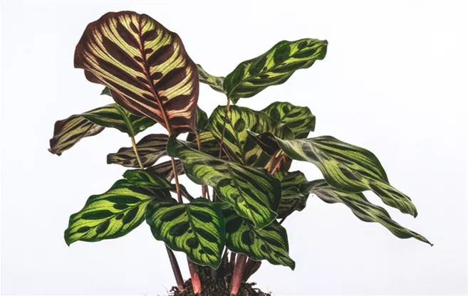 luftreinigende-zimmerpflanzen-calathea-korbmaranten.png