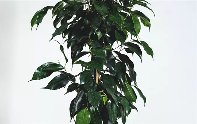 luftreinigende-zimmerpflanzen-ficus-benjamina-birkenfeige.png