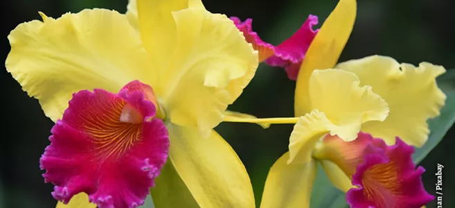 cattleya-g6d56ea8ba_1920.png