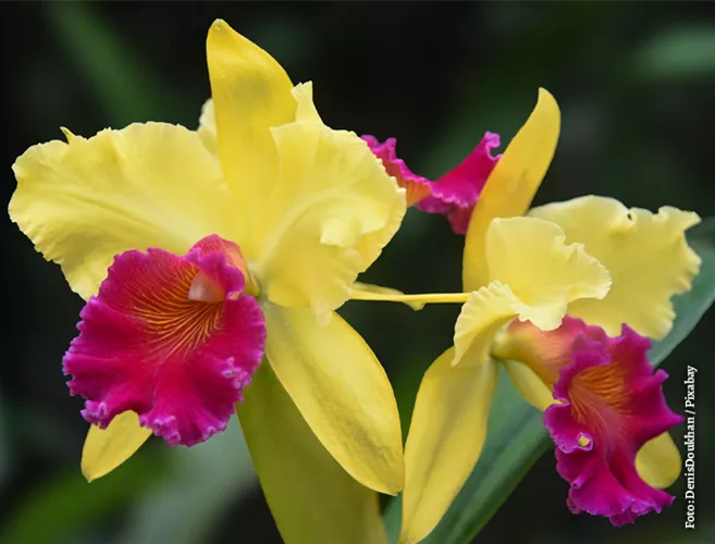 cattleya-g6d56ea8ba_1920.png