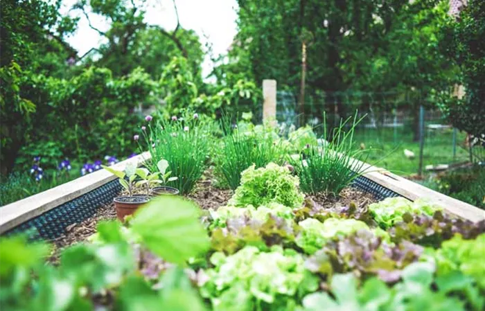 hochbeet-startschuss-maerz-fruehjahresgartenplanung-weingaertner-gartencenter.jpg