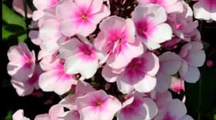 top-10-sommer-blumenzwiebeln-phlox-paniculata-bright-eyes-weingaaertner-gartencenter.jpg