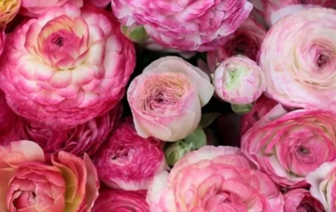 top-10-sommer-blumenzwiebeln-pink-ranunculus-picotee-weingaaertner-gartencenter.jpg