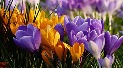 crocus-mischung-grossbluetig.png