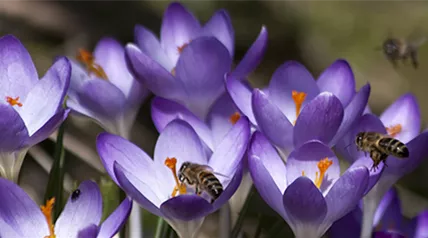 crocus-bienenweide.png