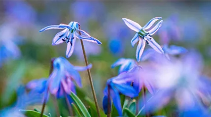 sibirischer-blaustern.png