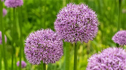 allium-gladiator.png