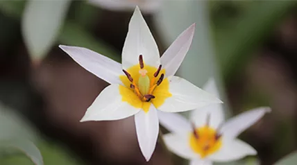 tulipa-turkestanica.png