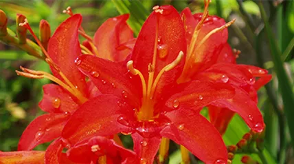 crocosmia.png