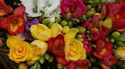 freesia-grandiflora-mischung.png