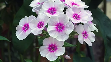 phlox-paniculata-bright-eyes.png