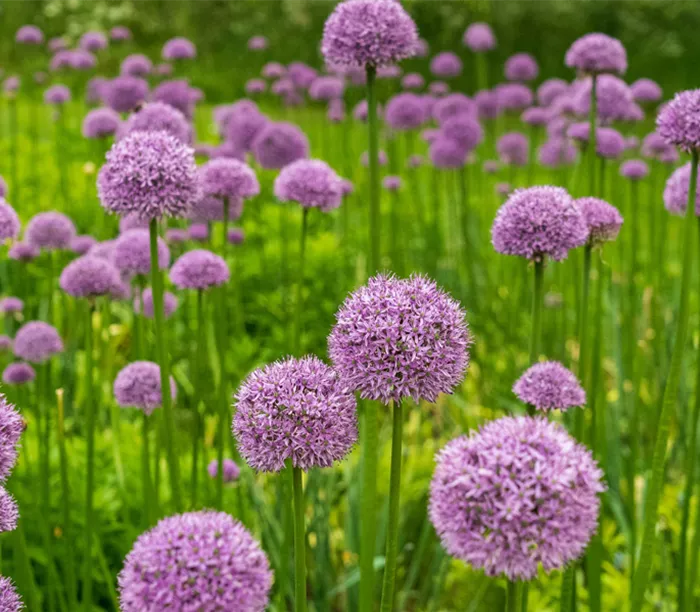 zierlauch-allium.png