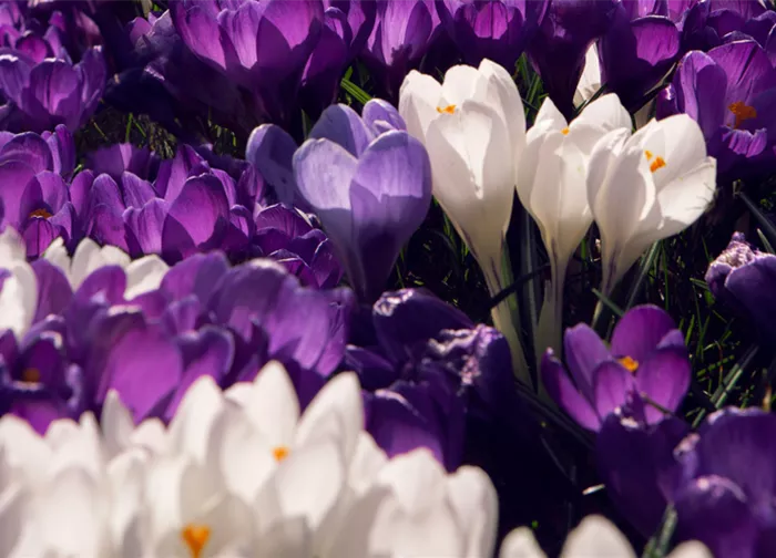 krokusse-crocus.png