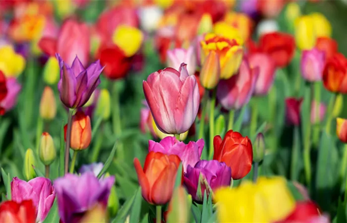 tulpen-tulipa.png