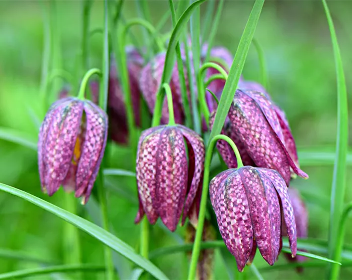 schachbrettblume-fritillaria-meleagris.png